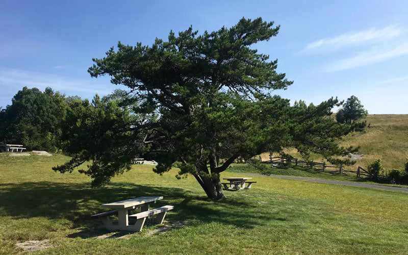  Table Mountain Pine Tree (Pinus Pungens) - 3 Gallon Pot