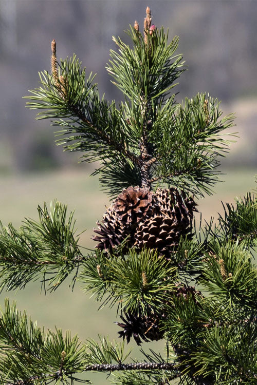  Table Mountain Pine Tree (Pinus Pungens) - 3 Pack Of 1.5 Quart Pots