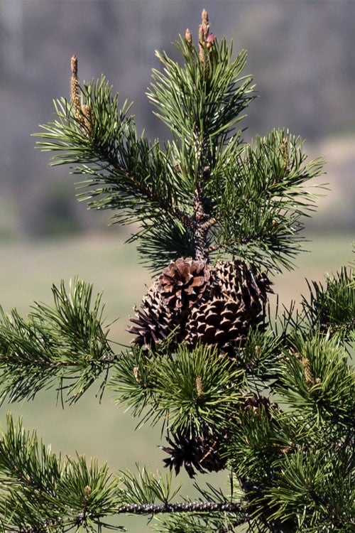  Table Mountain Pine Tree (Pinus Pungens) - 3 Pack Of 1.5 Quart Pots