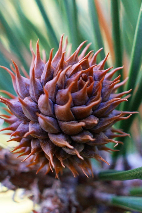  Table Mountain Pine Tree (Pinus Pungens) - 3 Pack Of 1.5 Quart Pots