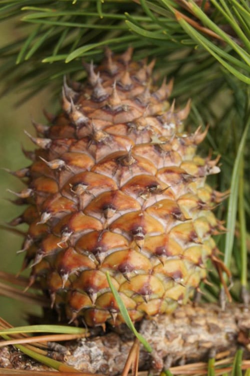  Table Mountain Pine Tree (Pinus Pungens) - 3 Pack Of 1.5 Quart Pots
