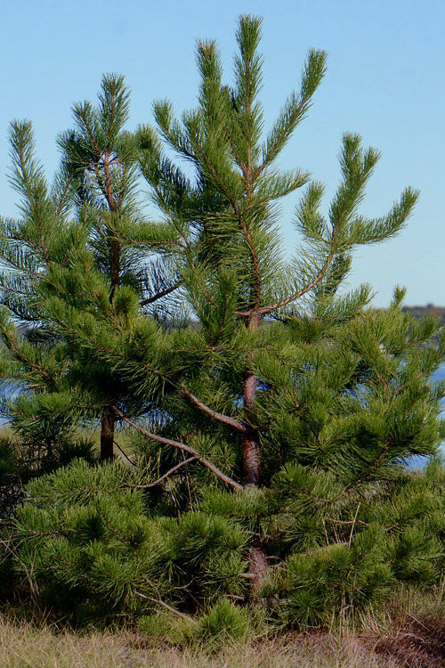  Pitch Pine Tree (Pinus Rigida) - 1 Gallon Pot