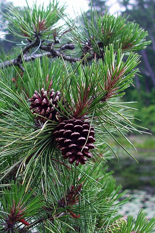  Pitch Pine Tree (Pinus Rigida) - 1 Gallon Pot