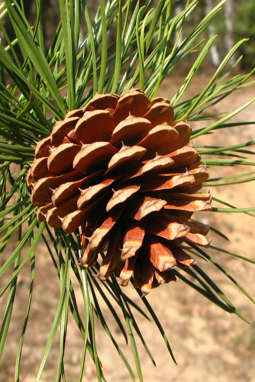  Pitch Pine Tree (Pinus Rigida) - 1 Gallon Pot