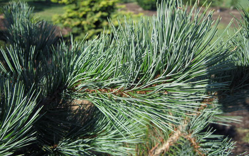  Foxtail Southwestern White Pine - 1 Gallon Pot
