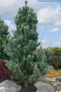  Foxtail Southwestern White Pine - 1 Gallon Pot