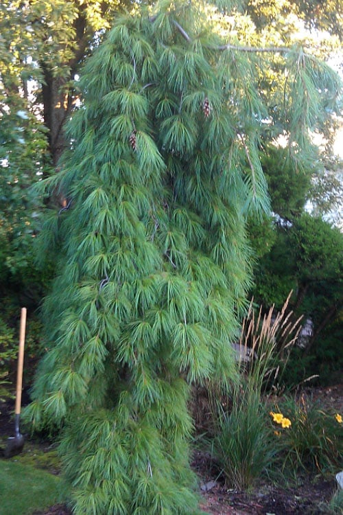  Angel Falls Weeping Eastern White Pine - 1 Gallon Pot