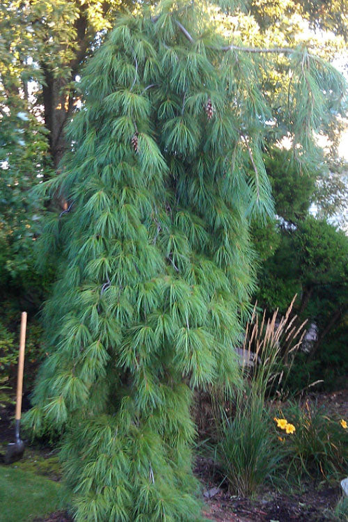  Angel Falls Weeping Eastern White Pine - 7 Gallon Pot