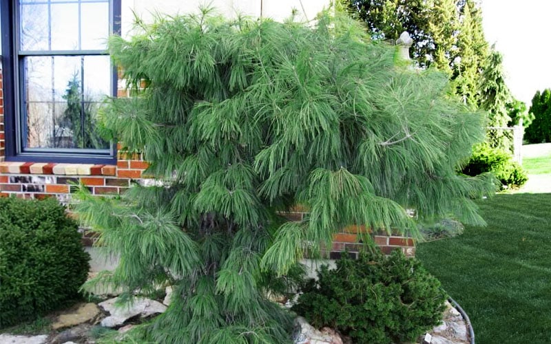  Angel Falls Weeping Eastern White Pine - 1 Gallon Pot