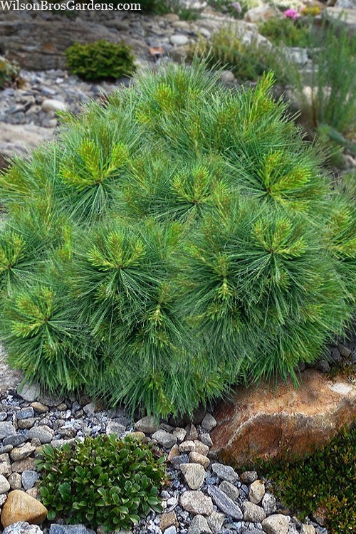  Beal's Starry Night Dwarf Eastern White Pine - 1 Gallon Pot