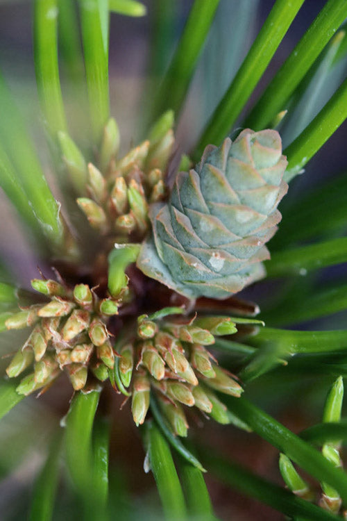  Beal's Starry Night Dwarf Eastern White Pine - 1 Gallon Pot