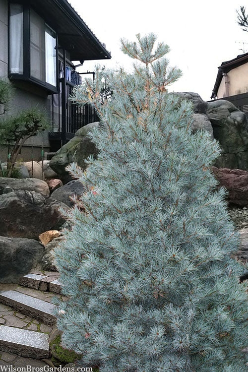  Blue Clovers Eastern White Pine - 3 Gallon Pot
