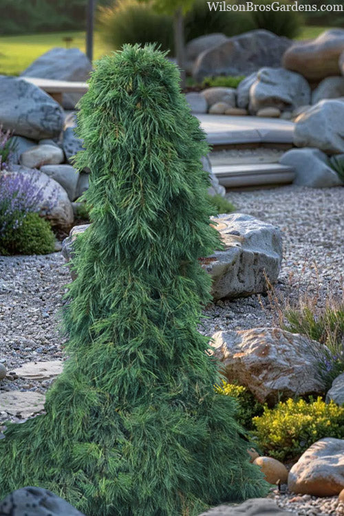  Blue Maltese Weeping Eastern White Pine - 1 Gallon Pot