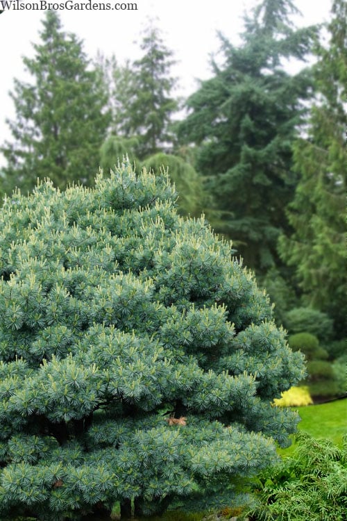  Blue Shag Eastern White Pine - 3 Gallon Pot