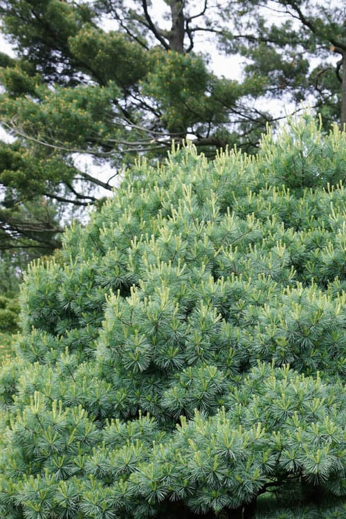  Blue Shag Eastern White Pine - 3 Gallon Pot
