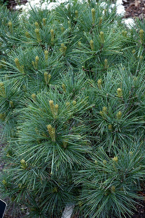  Blue Shag Eastern White Pine - 3 Gallon Pot