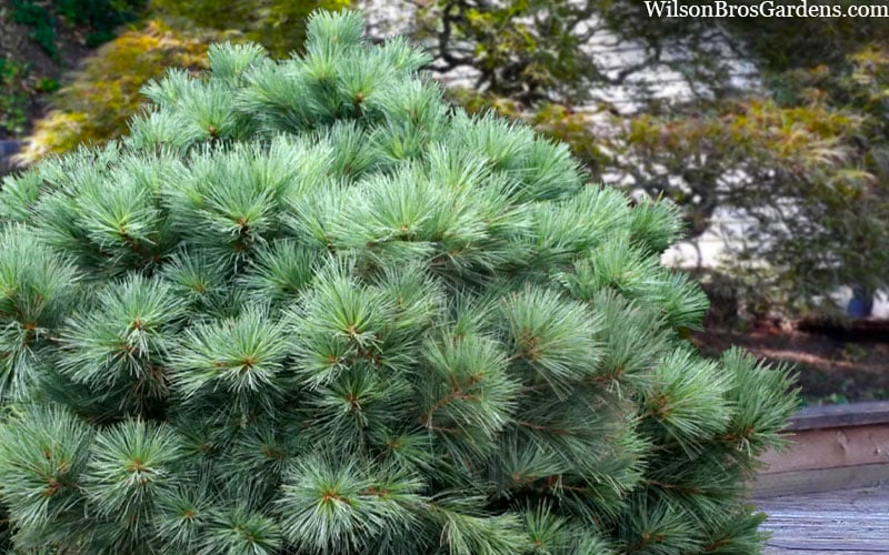  Blue Shag Eastern White Pine (Single Trunk Topiary) - 3 Gallon Pot
