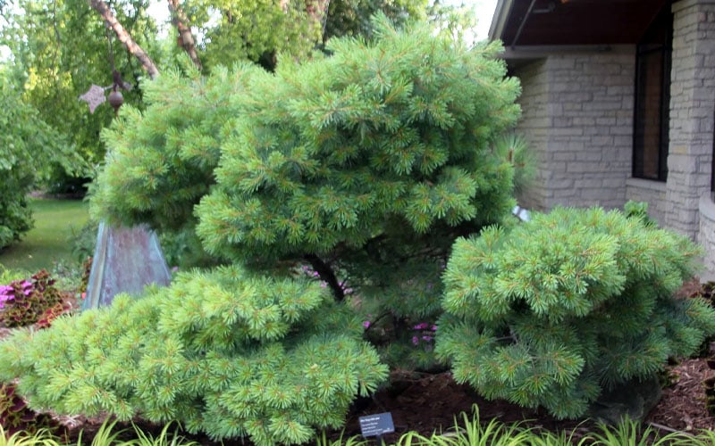  Blue Shag Eastern White Pine - 3 Gallon Pot