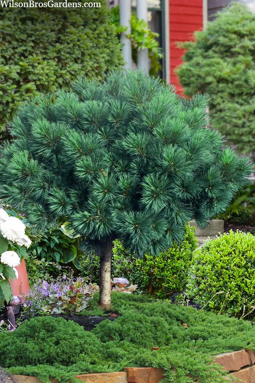  Blue Shag Eastern White Pine (Single Trunk Topiary) - 3 Gallon Pot