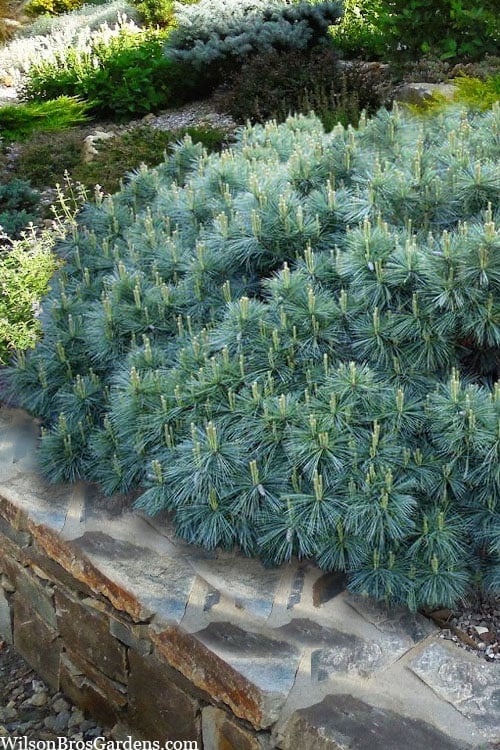  Coney Island White Pine - 2 Gallon Pot
