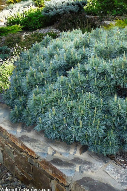  Coney Island White Pine - 1 Gallon Pot