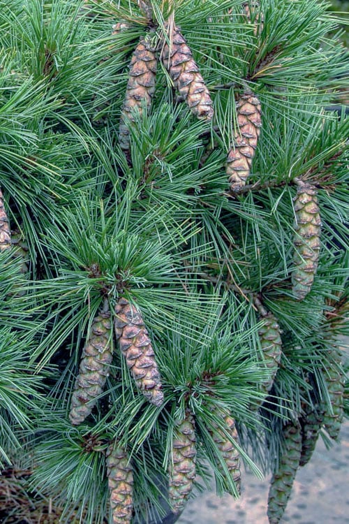  Coney Island White Pine - 2 Gallon Pot