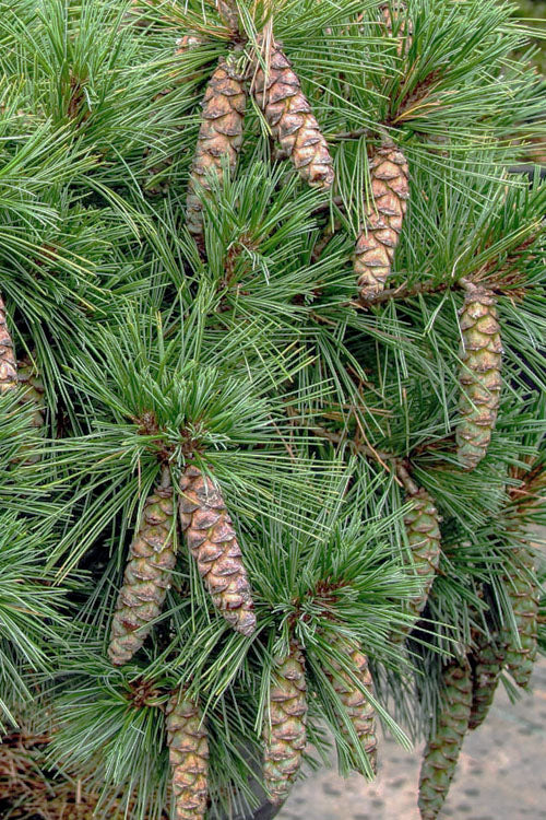  Coney Island White Pine Topiary Tree - 2 Gallon Pot