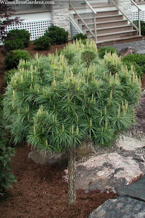  Coney Island White Pine Topiary Tree - 2 Gallon Pot