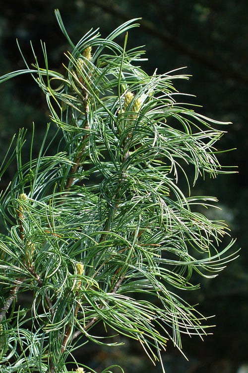  Twisted Eastern White Pine (Pinus Strobus 'Contorta') - 6 Gallon Pot