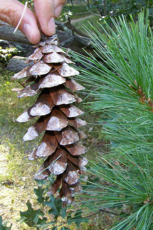  Eastern White Pine (Pinus Strobus) - 3 Gallon Pot