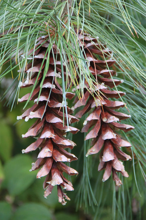  Eastern White Pine (Pinus Strobus) - 1 Gallon Pot