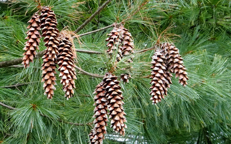  Eastern White Pine (Pinus Strobus) - 1 Gallon Pot