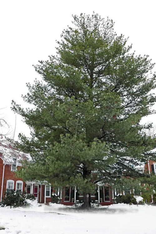  Eastern White Pine (Pinus Strobus) - 5 Gallon Pot