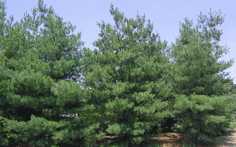  Eastern White Pine (Pinus Strobus) - 5 Gallon Pot