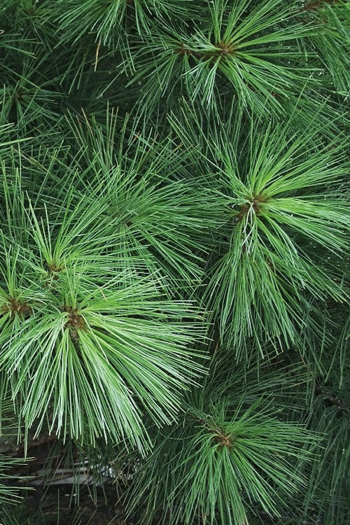  Eastern White Pine (Pinus Strobus) - 3 Gallon Pot