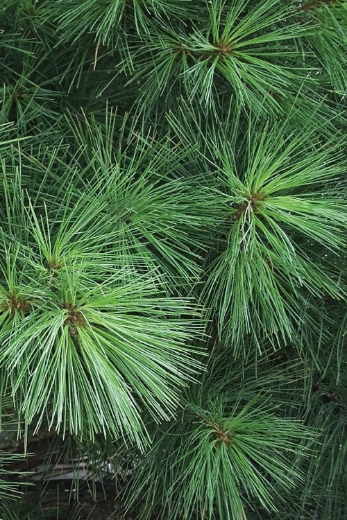  Eastern White Pine (Pinus Strobus) - 3 Gallon Pot