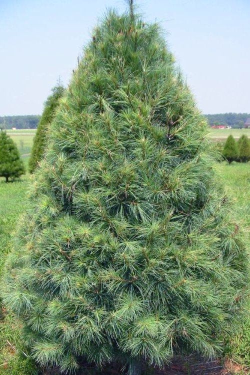  Eastern White Pine (Pinus Strobus) - 3 Gallon Pot