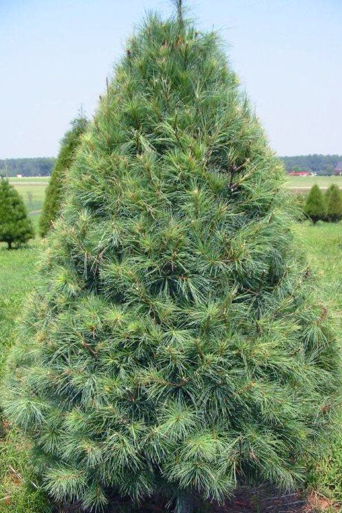  Eastern White Pine (Pinus Strobus) - 1 Gallon Pot