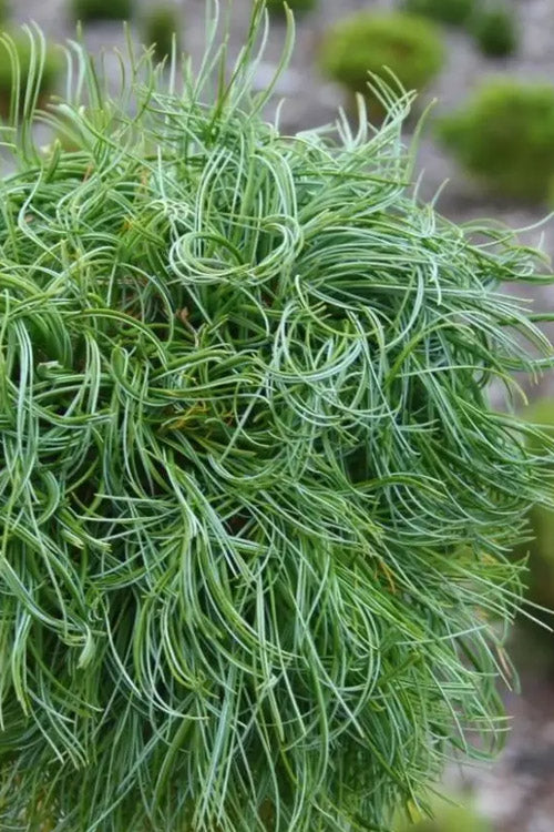  Green Twist Dwarf Eastern White Pine - 5 Gallon Pot