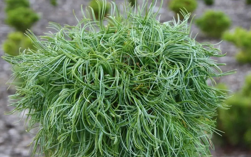  Green Twist Dwarf Eastern White Pine - 1 Gallon Pot