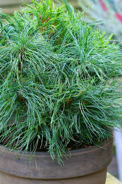  Green Twist Dwarf Eastern White Pine - 5 Gallon Pot