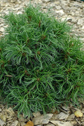  Green Twist Dwarf Eastern White Pine - 1 Gallon Pot