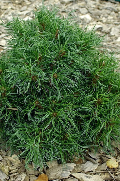  Green Twist Dwarf Eastern White Pine - 5 Gallon Pot