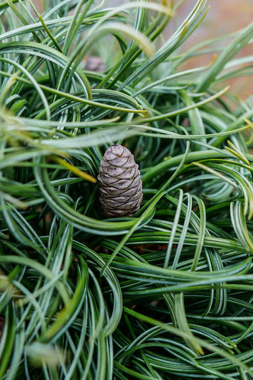  Green Twist Dwarf Eastern White Pine - 1 Gallon Pot