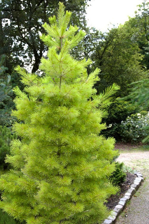  Louie Golden Eastern White Pine - 6 Gallon Pot