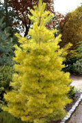  Louie Golden Eastern White Pine - 1 Gallon Pot