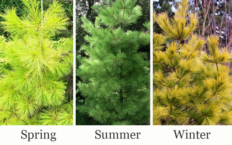  Louie Golden Eastern White Pine - 6 Gallon Pot