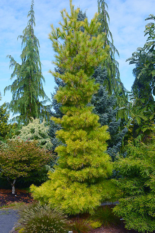  Louie Golden Eastern White Pine - 6 Gallon Pot