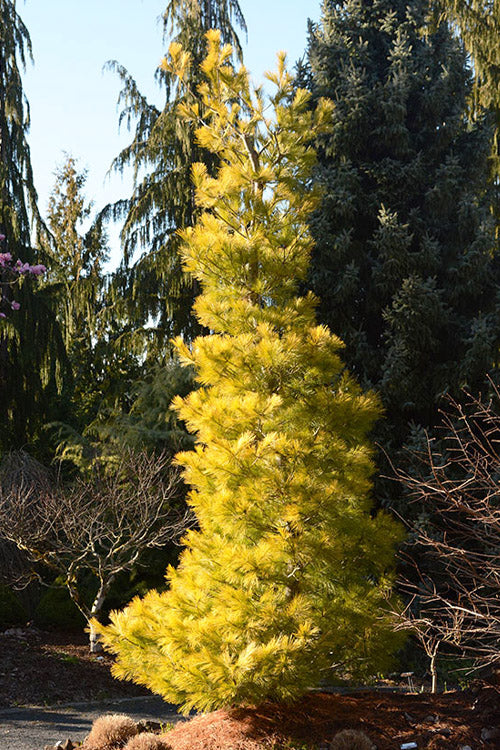  Louie Golden Eastern White Pine - 1 Gallon Pot