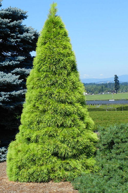  Louie Golden Eastern White Pine - 1 Gallon Pot